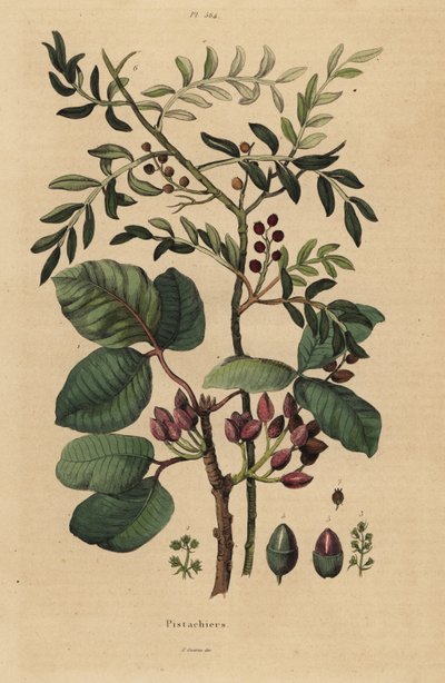 Drzewo pistacjowe, Pistacia vera autorstwa Unbekannt