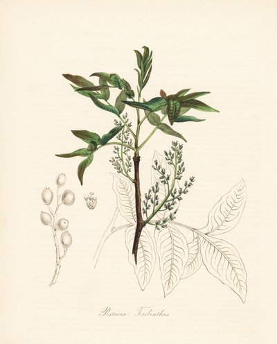 Pistacja terebinthus - Drzewo terebinthus lub chińskie drzewo terpentynowe, Pistacia terebinthus. Ręcznie kolorowana cynkografia autorstwa C. Chabota, narysowana przez pannę M. A. Burnett z jej "Plantae Utiliores: or Illustrations of Useful Plants", Whitta autorstwa Unbekannter Künstler