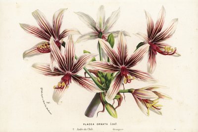Placea ornata, pochodząca z Chile. Ręcznie kolorowana litografia z książki Louisa van Houtte