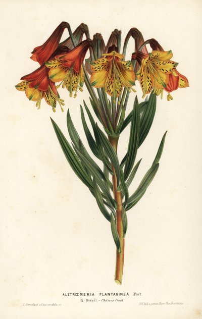 Alstremeria babkowata, Alstroemeria plantaginea. Brazylia. Ręcznie kolorowana litografia autorstwa L. Stroobanta z książki Louisa van Houtte