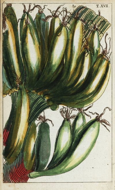 Babki, Musa x paradisiaca. autorstwa Unbekannter Künstler