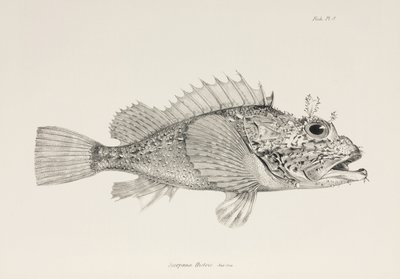 Gracz skorpeny, ok. 1832-1836 autorstwa Unbekannter Künstler