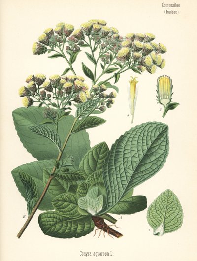 Kolcowój pospolity, Inula conyza (Conyza squarrosa). Chromolitografia na podstawie ilustracji botanicznej z książki Hermanna Adolpha Koehlera Rośliny lecznicze, pod redakcją Gustava Pabsta, Koehler, Niemcy autorstwa Unbekannter Künstler