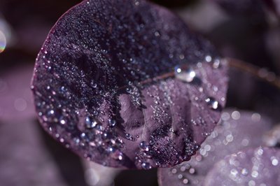 Purpurowe Liście III (zdjęcie) autorstwa Unbekannter Künstler