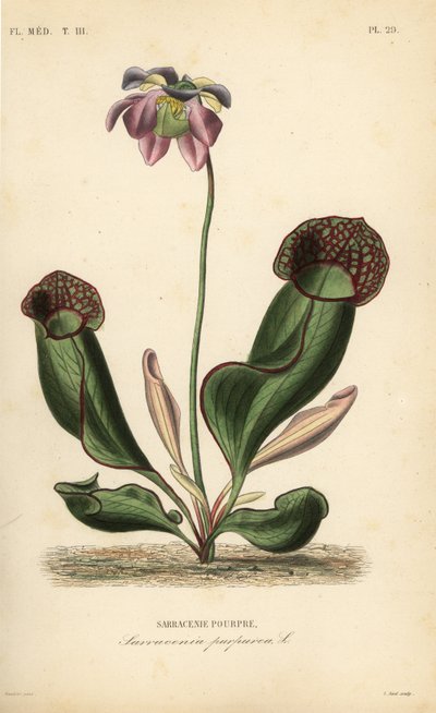 Purpurowa roślina dzbanowa lub boczny kwiat siodła, Sarracenia purpurea, Sarracenie pourpre autorstwa Unbekannt