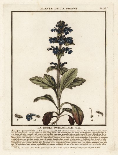Trąbka piramidalna, Ajuga pyramidalis. autorstwa Unbekannter Künstler