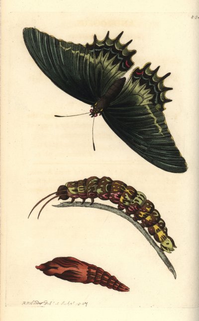 Paź królowej lub motyl Papilio androgeus z gąsienicą i poczwarką. Ilustracja narysowana i wygrawerowana przez Richarda Polydore