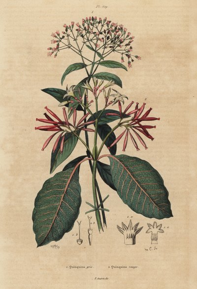Chinina, Cinchona officinalis 1 i Ladenbergia oblongifolia, wrażliwa, 2 autorstwa Unbekannt