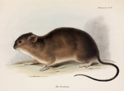 Szczur, Ameryka Południowa, ok. 1832-1836 autorstwa Unbekannt