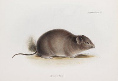 Szczur, ok. 1832-1836 autorstwa Unbekannter Künstler