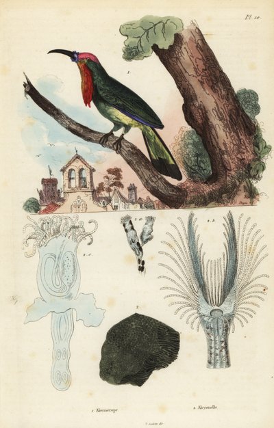Żołna rdzawobroda , Nyctyornis capensis i Mszywiołkowate , Plumatella fungosa autorstwa Unbekannt