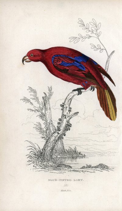 Lori czerwony, Eos rubra. Psittacus caeruleatus. Litografia Josepha Kidda, na podstawie rysunku Johna Audubona, w Miscellany of Natural History: Parrots, Sir Thomas DiK Lauder and Captain Thomas Brown, opublikowanym w Edynburgu w Szkocji w 1833 roku. autorstwa Unbekannter Künstler