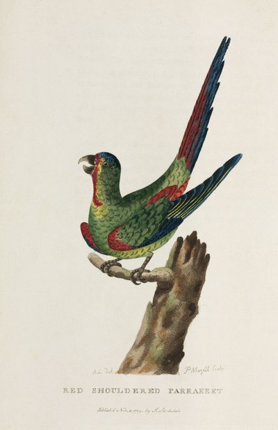 „Czerwona papużka karłowata”, Australia, ok. 1788 r. autorstwa Unbekannter Künstler