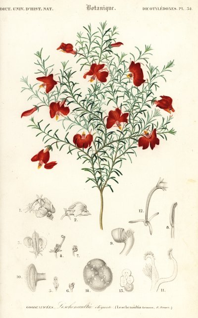 Czerwona leschenaultia, Leschenaultia formosa.,1849 (grawerowanie) autorstwa Unbekannter Künstler