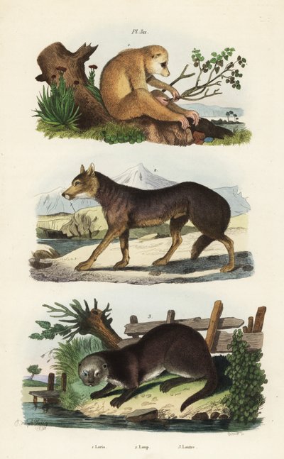 Loris smukły, Loris tardigradus zagrożony 1, wilk, Canis lupus 2 i wydra zwyczajna, Lutra lutra 3 autorstwa Unbekannt