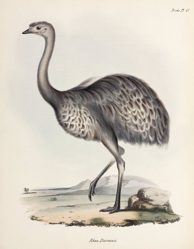 Rea, Ameryka Południowa, ok. 1832-1836 autorstwa Unbekannter Künstler