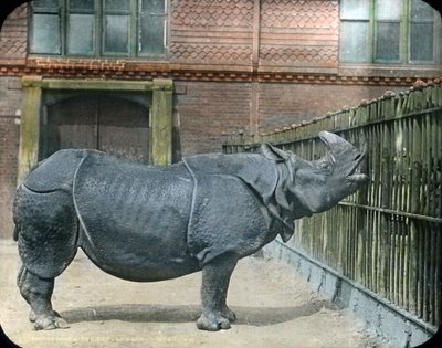 Nosorożec autorstwa Unbekannter Künstler