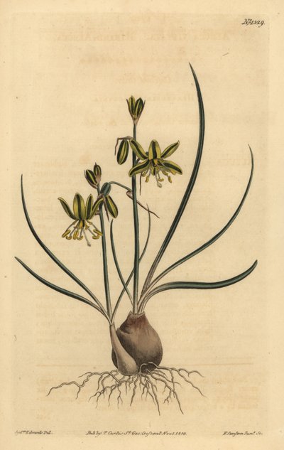 Riband albuca, Albuca vittata autorstwa Unbekannt