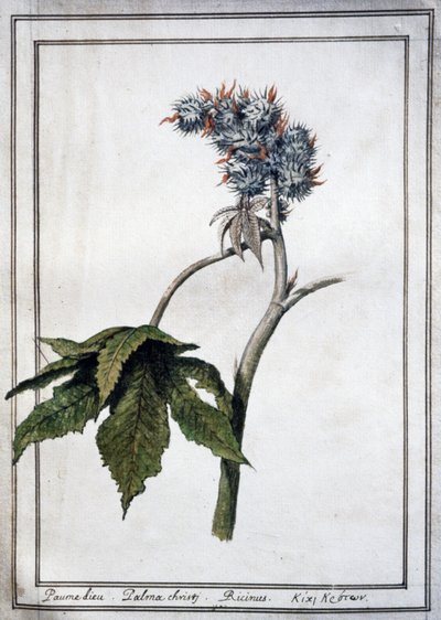 Ricinus communis autorstwa Unbekannter Künstler