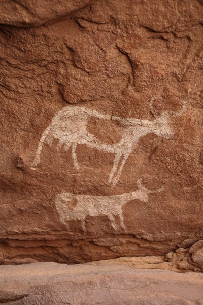 Sztuka naskalna, Prehistoria: Malowidło naskalne przedstawiające dwie krowy z dużymi rogami (długi róg) w ozdobnym schronie, w masywie Uweinat w Sudanie (Karkur-Talh lub Karkur Talh). Okres od 8000 do 3000 lat pne. Fotografia autorstwa Unbekannt
