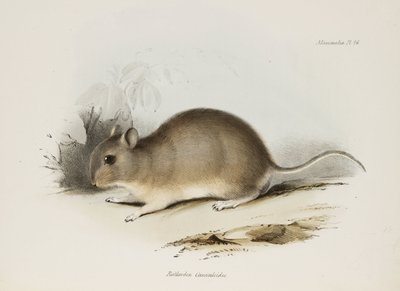 Gryzoń, ok. 1832-1836 autorstwa Unbekannter Künstler
