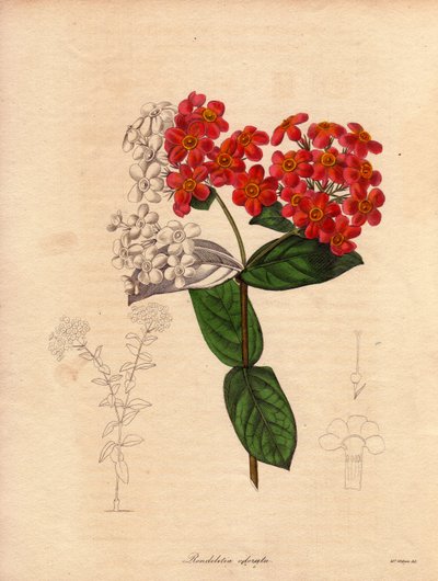 Rondeletie ecarlate lub pachnąca (Rondeletia odorata). Krzew pochodzący z Panamy i Kuby, krzewiasty i wiecznie zielony, osiągający wysokość od 2 do 3 metrów, kwitnący wiosną różowymi i żółto-pomarańczowymi kwiatami, bardzo pachnący. Ilustracja autorstwa Au autorstwa Unbekannter Künstler