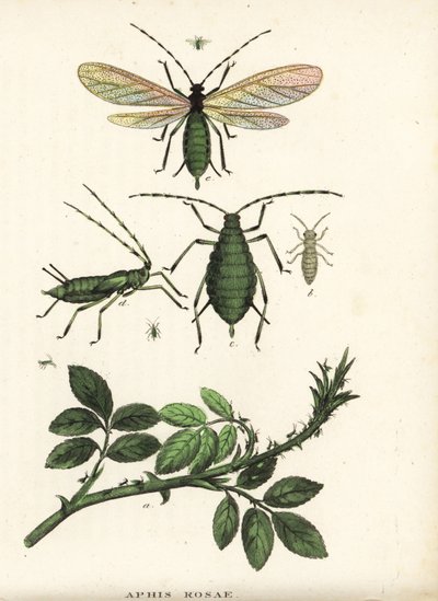 Mszyca różana, Aphis rosae, na krzewie róży. Ręcznie kolorowana litografia z Galerii Historii Naturalnej Georga Friedricha Treitschke, Naturhistorischer Bildersaal des Thierreiches, Liepzig-1842. autorstwa Unbekannter Künstler
