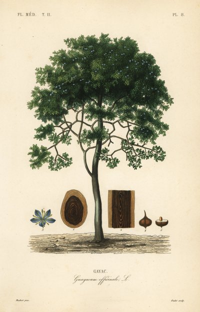 Drzewo życia lub drzewo gwajakowe, Guaiacum officinale, Guayacum officinale, Gayac autorstwa Unbekannt
