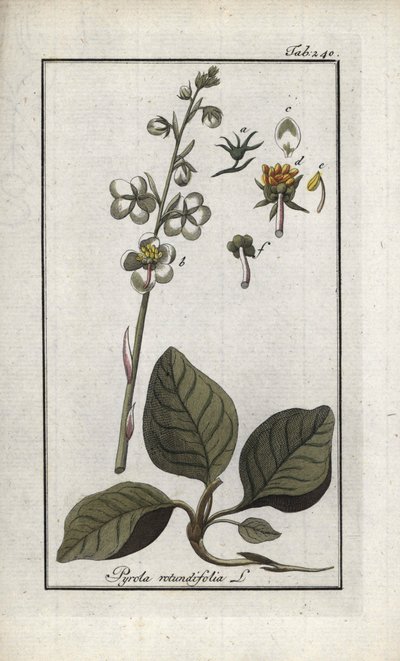 Pirola okrągłolistna (Pyrola rotundifolia). Litografia z "Afbeelding der Artseny-Gewassen" Johannesa Zorna (1739-1799), Holandia autorstwa Unbekannter Künstler