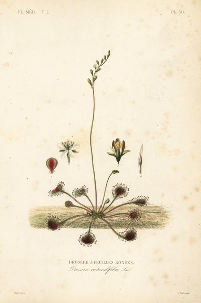 rosiczka okrągłolistna lub rosiczka okrągłolistna, Drosera rotundifolia, Droserie a feuilles rondes autorstwa Unbekannt