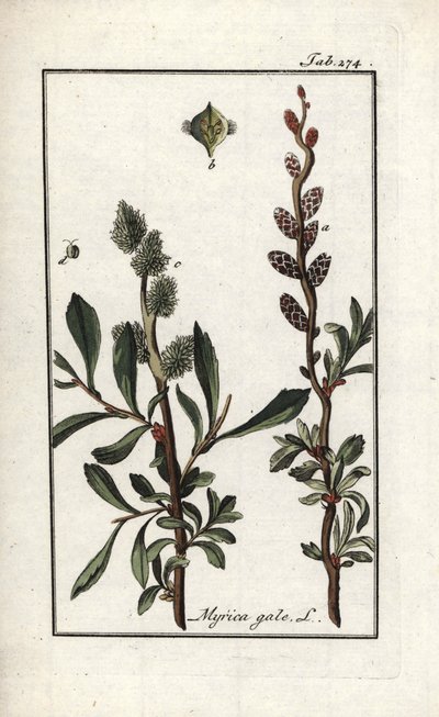 Pieprz królewski lub mirt błotny (Myrica gale). Litografia z "Afbeelding der Artseny-Gewassen" Johannesa Zorna (1739-1799), Holandia autorstwa Unbekannter Künstler