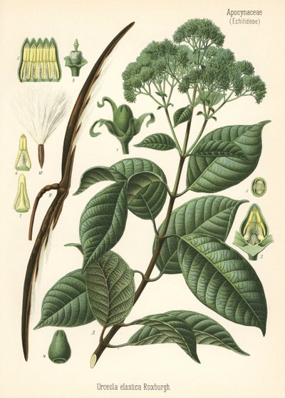 Drzewo kauczukowe, Urceola elastica. Chromolitografia na podstawie ilustracji botanicznej z książki Hermanna Adolpha Koehlera Rośliny lecznicze, pod redakcją Gustava Pabsta, Koehler, Niemcy. autorstwa Unbekannter Künstler