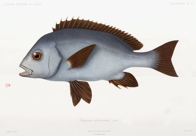 Grunt gumowy, Algieria autorstwa Unbekannter Künstler