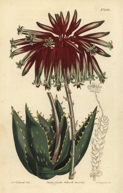 Aloes gruzowy lub aloes mitra, Aloe perfoliata (najmniejszy aloes mitra, Aloe mitraeformis brevifolia) autorstwa Unbekannt
