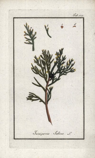 Jałowiec sabiński (Juniperus sabina). Litografia z "Afbeelding der Artseny-Gewassen" Johannesa Zorna (1739-1799), Holandia autorstwa Unbekannter Künstler