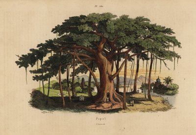 Święte drzewo figowe lub peepal drzewo, Ficus religiosa autorstwa Unbekannt