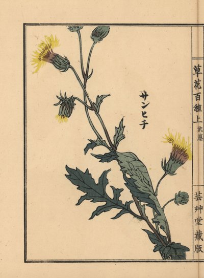 Sanhichisou lub japońska męczennica purpurowa, Gynura japonica. Ręcznie kolorowany drzeworyt autorstwa Kono Bairei z Kusa Bana Hyakushu (Sto odmian kwiatów), Tokio, Yamada autorstwa Unbekannter Künstler