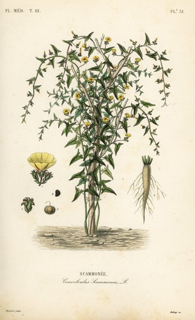 Scammony, Convolvulus scammonia, Scammonee autorstwa Unbekannt