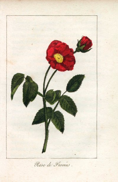 Szkarłatny róż prowansalski, róża z Provins, Rosa gallica. Ręcznie kolorowany miedzioryt z ilustracji panny Prudhomme z "Hommage rendu a la Rose", Paryż, około 1815 roku. Książka upominkowa z historią róży i tuzinem miniatur botanicznych. autorstwa Unbekannter Künstler