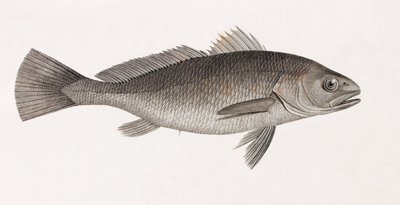 Science Aigle, zbliżenie autorstwa Unbekannt