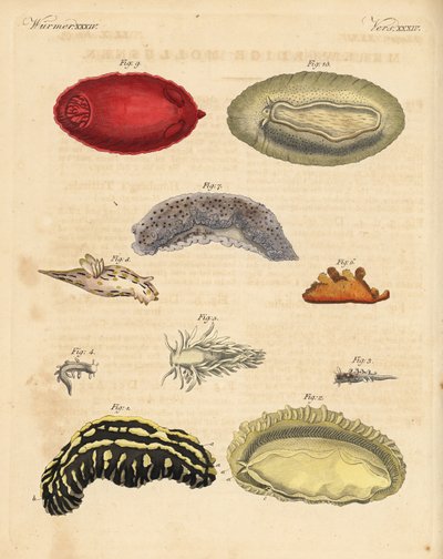 Ślimaki morskie: Phyllidia varicosa 1,2, Tergipes limacina 3,4, Aeolidia papillosa 5, Scyllaea pelagica 6, Tritonia hombergii 7, Polycera quadrilineata 8 i Platydoris argo 9,10. Ręcznie kolorowany miedzioryt z książki Friedricha Johanna Bertucha Bilderbuch autorstwa Unbekannter Künstler