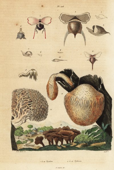 Ślimaki morskie, Diacavolinia limbata i Diacria trispinosa 1-10 oraz grzyby Hydnum, grzyb jeżowy, Hydnum repandum 14, grzyb koralowy, Hericium coralloides 12 itp. autorstwa Unbekannt