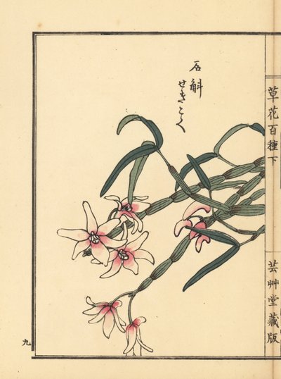 Sekkoku, dendrobium Mohla lub japońska orchidea kamienna, Dendrobium moniliforme. Ręcznie kolorowany drzeworyt autorstwa Kono Bairei z Kusa Bana Hyakushu (Sto odmian kwiatów), Tokio, Yamada autorstwa Unbekannter Künstler