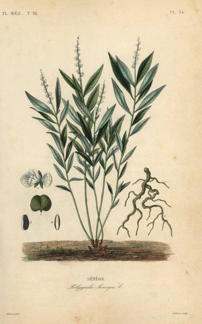 Seneka korzeń węża lub korzeń grzechotnika, Polygala senega, Senega autorstwa Unbekannt