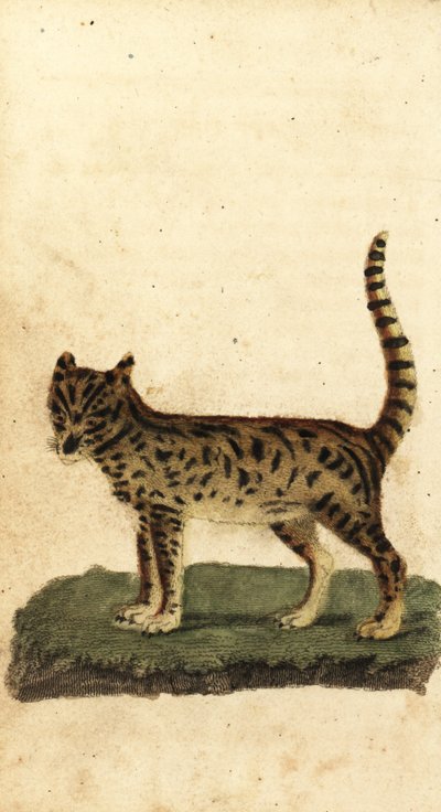 Serval, Leptailurus serval., 1800 (grawerowanie) autorstwa Unbekannter Künstler