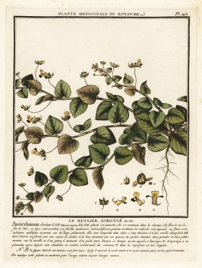 Sharpleaf cancerwort, Kickxia elatine. autorstwa Unbekannter Künstler