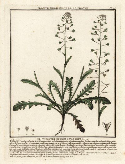 Torebka pasterska, Capsella bursa-pastoris. autorstwa Unbekannter Künstler