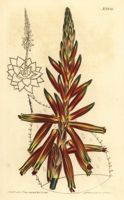 Aloes krótkolistny, Aloe brevifolia var autorstwa Unbekannt