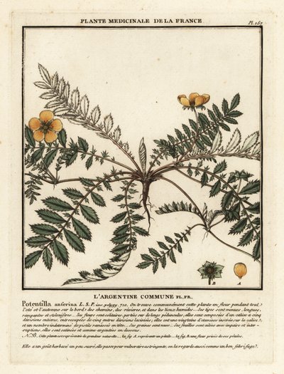 Silverweed, Potentilla anserina. autorstwa Unbekannter Künstler