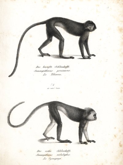 Lutung srebrzysty, Trachypithecus cristatus (Semnopithecus pruinosus) i surili sumatrzańskie, Presbytis melalophos (Semnopithecus melalophos) zagrożone wyginięciem. Litografia autorstwa Karla Josepha Brodtmanna z Ilustrowanej historii naturalnej zwierząt H autorstwa Unbekannter Künstler